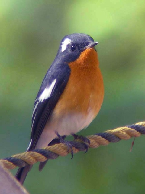 @ sM}Lt@s@jR@2006/04/17@Photo by Takayama