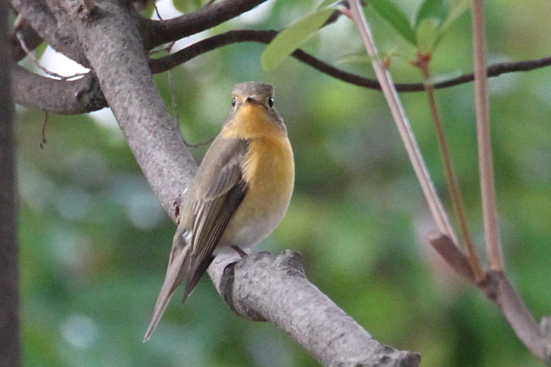 M}L @@iU-1j@@s@2014/10/23@Photo by Manda