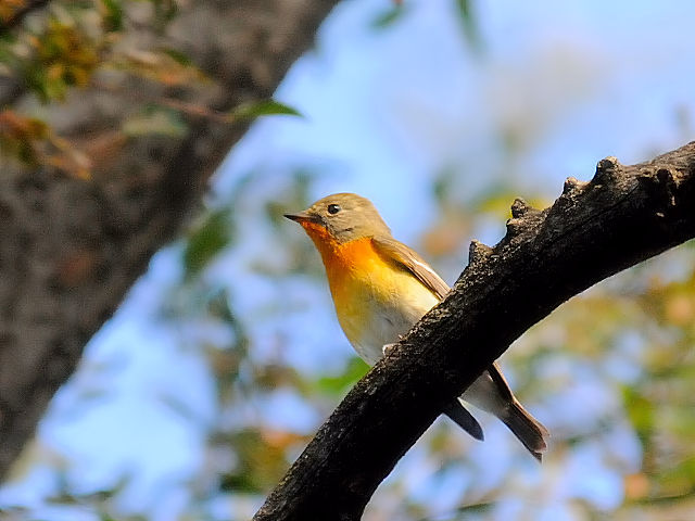 A M}L @@@s@2012/10/19@Photo by Kohyuh