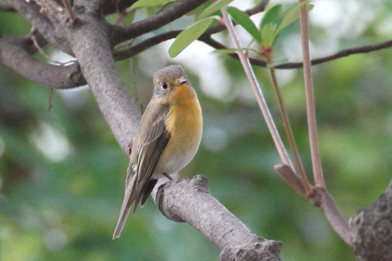 M}L @@iU-2j@@s@2014/10/23@Photo by Manda