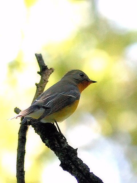 B M}L @@@s@2012/10/19@Photo by Kohyuh