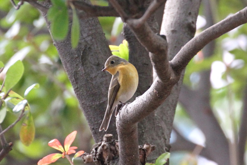 M}L @@iU-3j@@s@2014/10/23@Photo by Manda