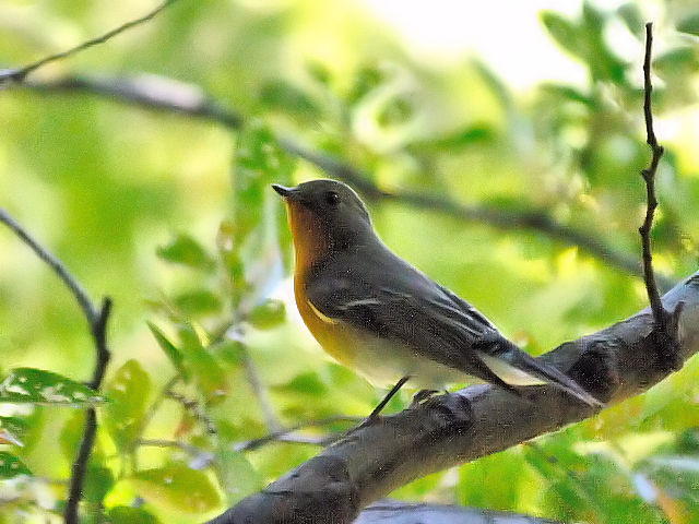 D M}L @@@s@2012/10/19@Photo by Kohyuh