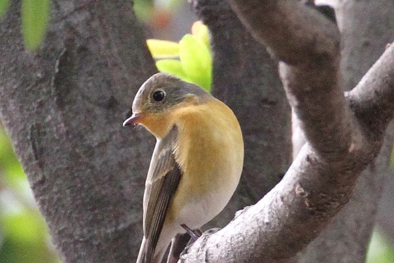 M}L @@iU-4j@@s@2014/10/23@Photo by Manda