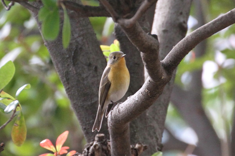 M}L @@iU-5j@@s@2014/10/23@Photo by Manda