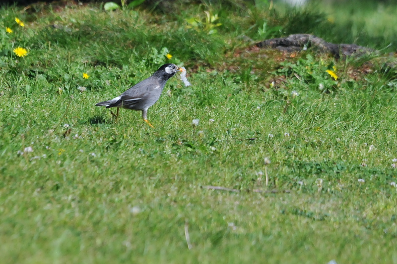 ムクドリ　今が旬だよ　さくら公園の野鳥たち　八幡市　2015/05/03　Photo by Takase