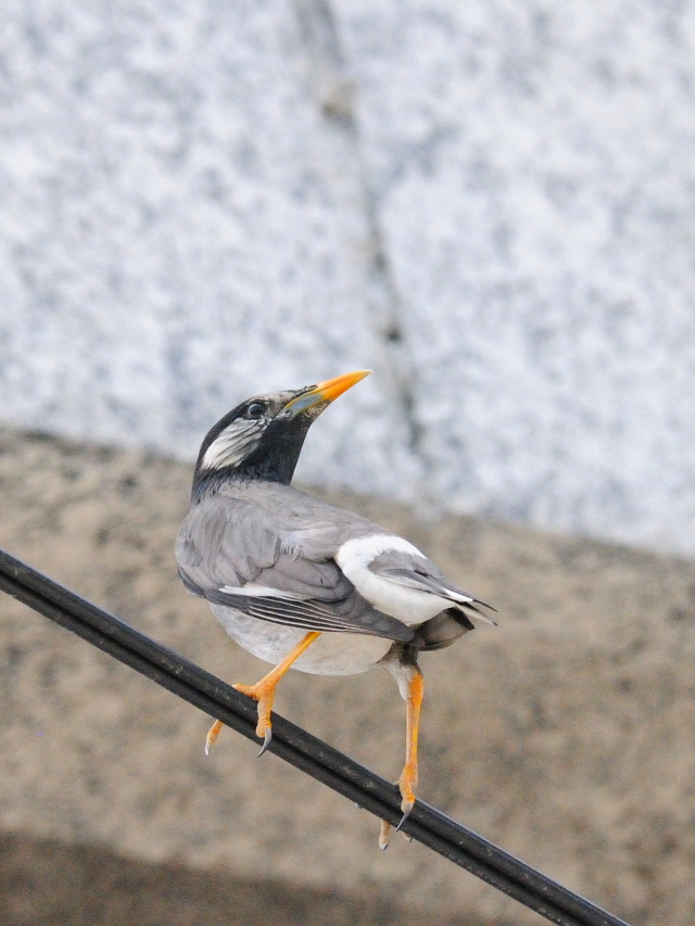 Nh@jE݁@ss@2016/05/02@Photo by Kohyuh