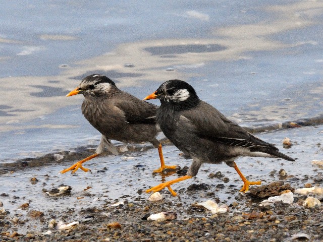 @ Nh̃yA i Ej@@@s@2010/04/17@Photo by Kohyuh