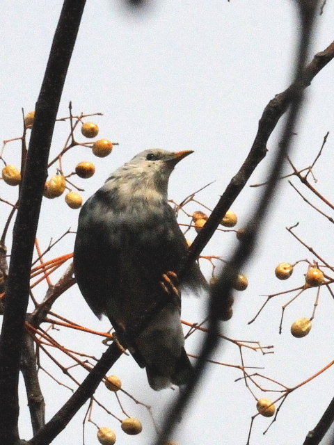Photo-20140316-1@Nh iGNvXj@@썶݁@s@20014/03/16@Photo by Kohyuh