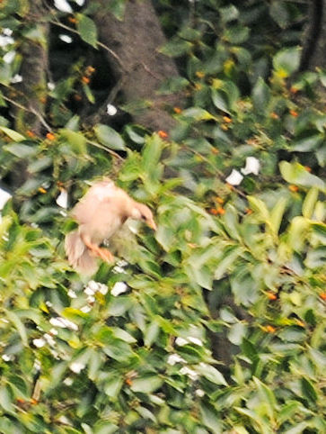 NhciQ-2j@@s@2019/09/01@Photo by Kohyuh