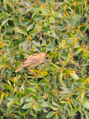 NhciQ-1j@@s@2019/09/01@Photo by Kohyuh