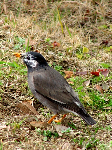 A Nh@@@2007/02/24@Photo by Kohyuh