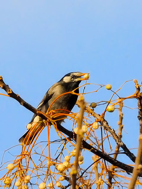 B Nh @@@s@2011/01/08@Photo by Kohyuh