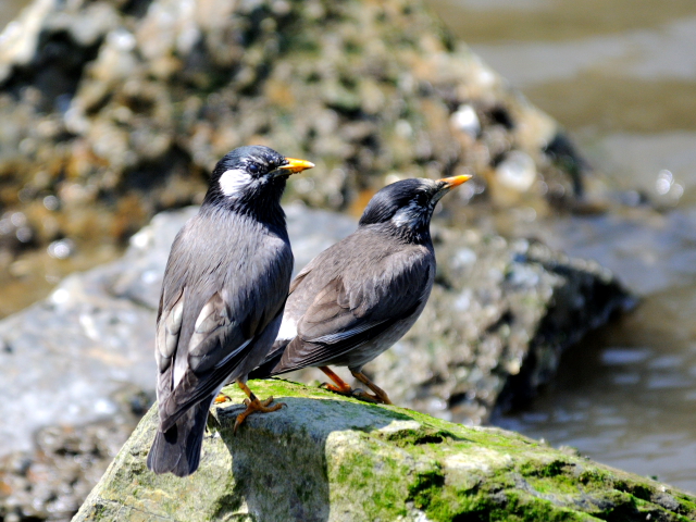 C Nh̃yA i Ej@@@s@2013/04/13@Photo by Kohyuh