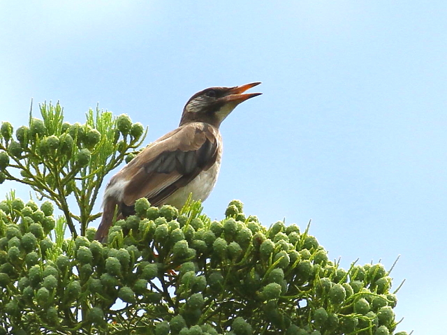 Nh@c@A݂̐X@Îs@2014/08/07@Photo by Manda@iʐ^񋟁F@ݓcj