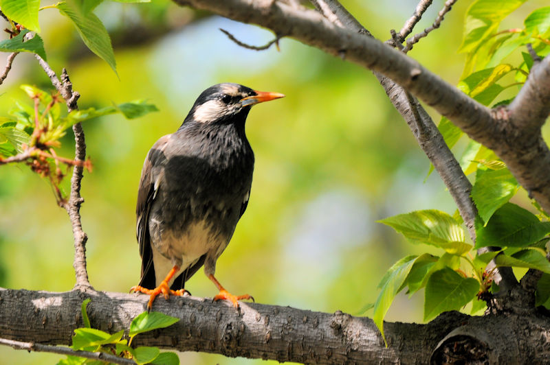 NhiRԁj@J@s@2021/04/15@Photo by Kohyuh