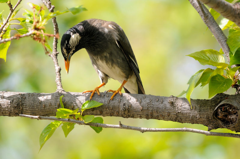 NhiRԁj@J@s@2021/04/15@Photo by Kohyuh