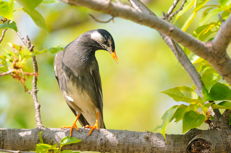 NhiRԁj@J@s@2021/04/15@Photo by Kohyuh