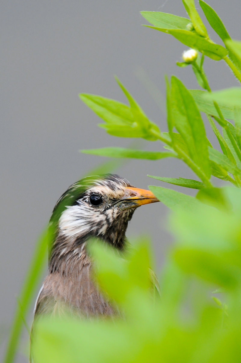 Nh@J@s@2021/05/25@Photo by Kohyuh