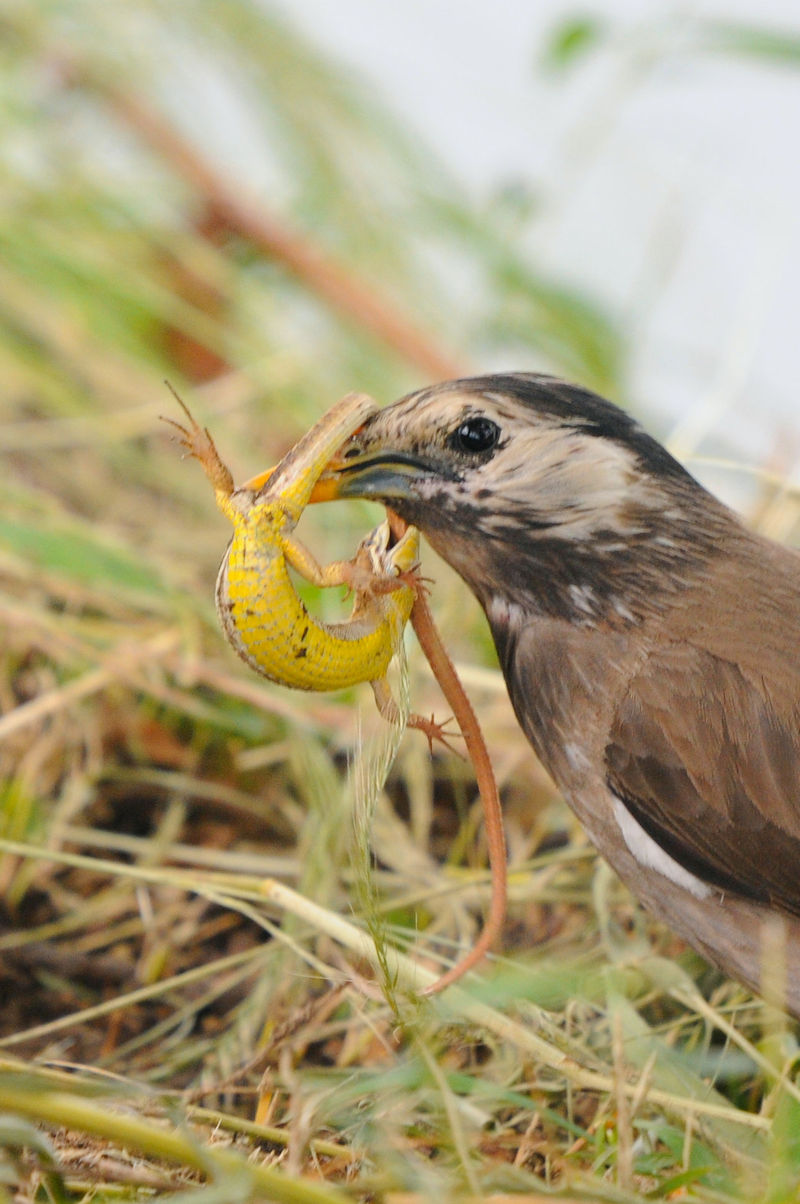 Nh@J@s@2021/06/05@Photo by Kohyuh