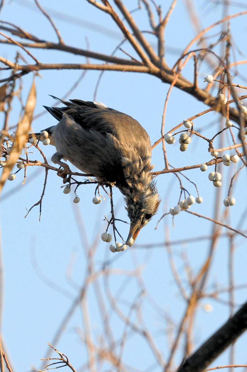 Nh@J@s@2021/12/21@Photo by Kohyuh