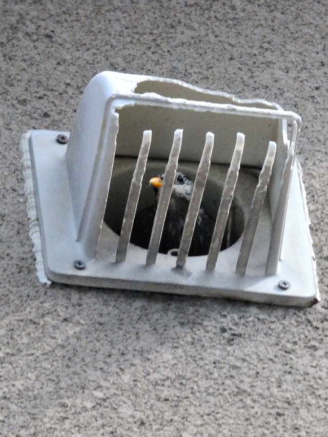 男山の鳥たち　ムクドリのマイホーム　男山　八幡市　2015/04/16　Photo by Kohyuh