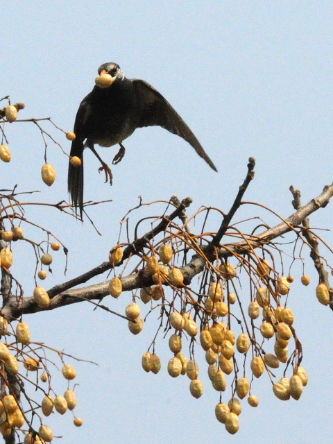 Photo-20140316-2@Nh@@썶݁@s@20014/03/16@Photo by Kohyuh