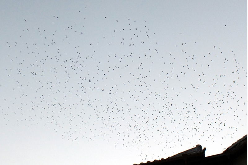 Nh̑Q@sw߂@2014/01/13@Photo by Nagamura@iʐ^񋟁F@j