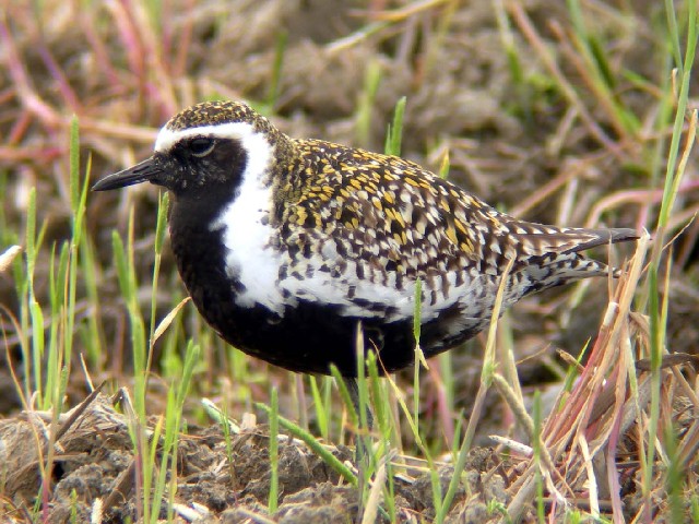 @ iO@@ĉH@s@J@2006/05/12@Photo by Takayama