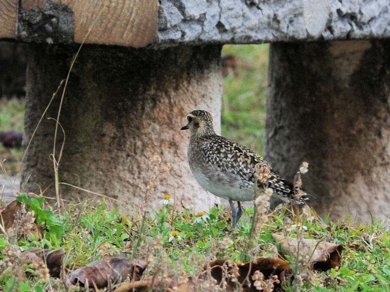 ~Hp̃iOiUԁj@Xr[`Ƃ܂@ꌧ@2023/02/06@Photo by Kohyuh