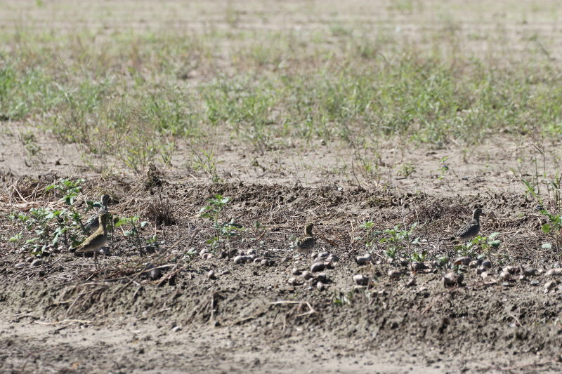 今が旬だよ　内里のムナグロ幼鳥 （６態-1）　内里　八幡市　2016/10/07　Photo by Manda