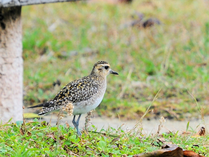 ~Hp̃iOiUԁj@Xr[`Ƃ܂@ꌧ@2023/02/06@Photo by Kohyuh