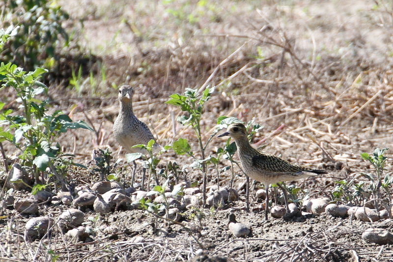 今が旬だよ　内里のムナグロ幼鳥 （６態-2）　内里　八幡市　2016/10/07　Photo by Manda