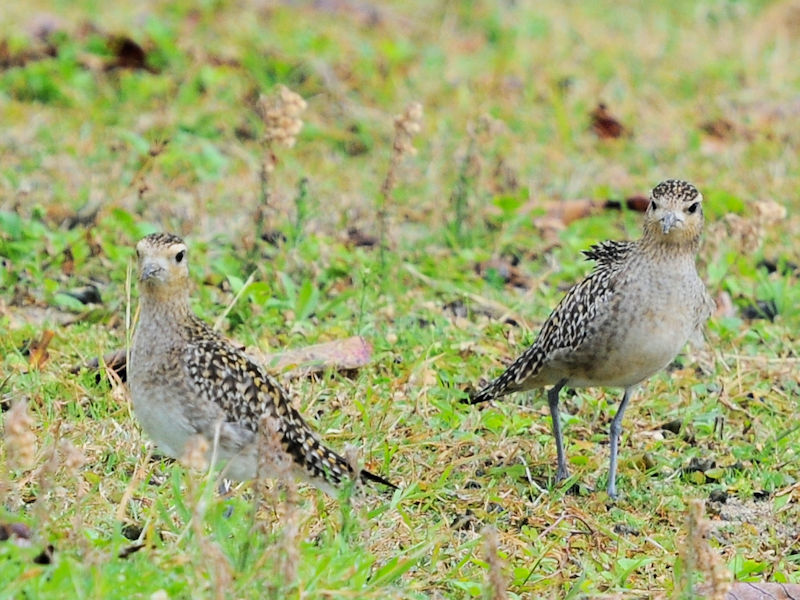 ~Hp̃iOiUԁj@Xr[`Ƃ܂@ꌧ@2023/02/06@Photo by Kohyuh