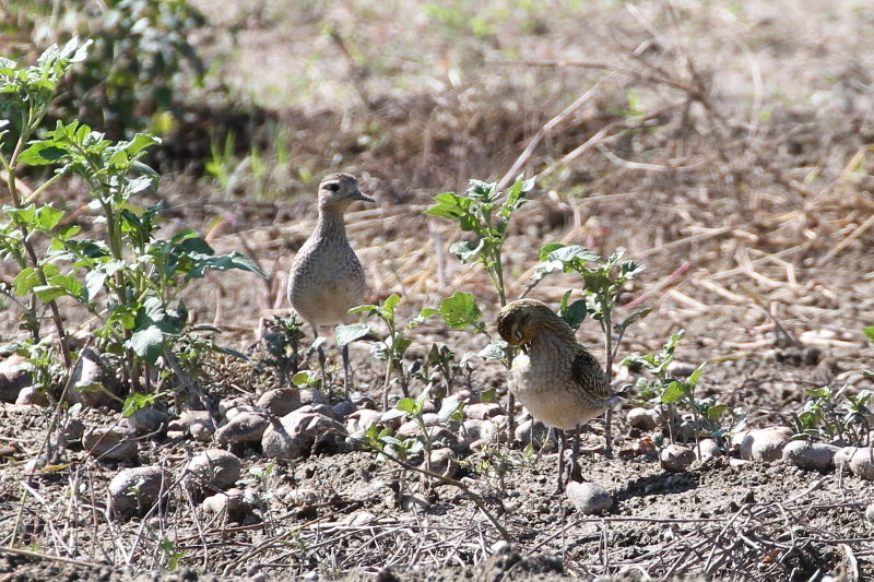 今が旬だよ　内里のムナグロ幼鳥 （６態-3）　内里　八幡市　2016/10/07　Photo by Manda