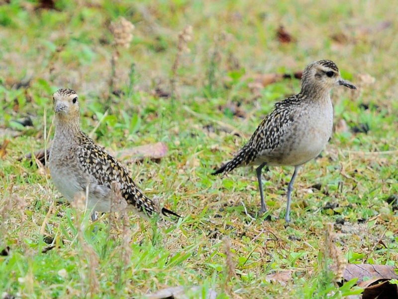 ~Hp̃iOiUԁj@Xr[`Ƃ܂@ꌧ@2023/02/06@Photo by Kohyuh