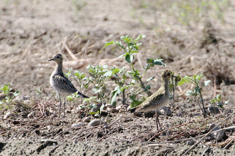 今が旬だよ　内里のムナグロ幼鳥 （６態-4）　内里　八幡市　2016/10/07　Photo by Manda