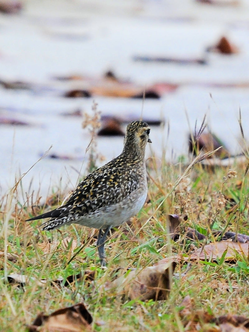 ~Hp̃iOiUԁj@Xr[`Ƃ܂@ꌧ@2023/02/06@Photo by Kohyuh