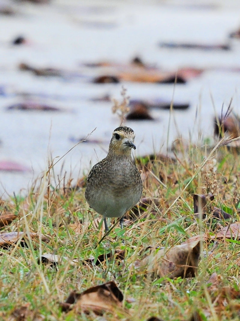 ~Hp̃iOiUԁj@Xr[`Ƃ܂@ꌧ@2023/02/06@Photo by Kohyuh