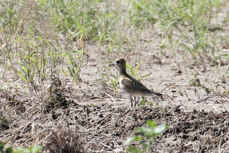 今が旬だよ　内里のムナグロ幼鳥 （６態-6）　内里　八幡市　2016/10/07　Photo by Manda