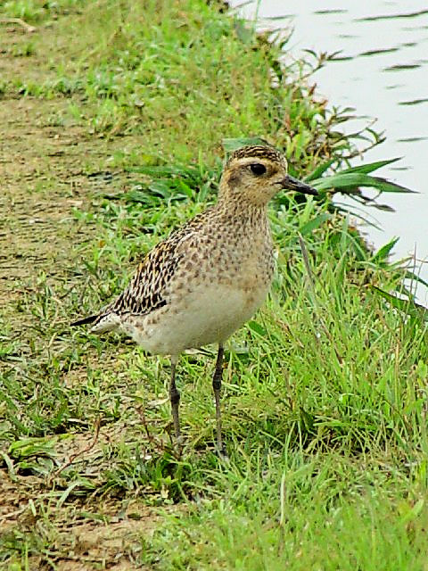 A iO@@~H@@ߍx@ꌧ@2009/01/23@Photo by Kohyuh