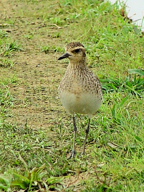 B iO@@~H@@ߍx@ꌧ@2009/01/23@Photo by Kohyuh