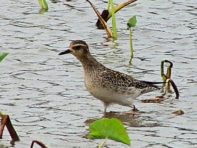 C iO@@~H@@ߍx@ꌧ@2009/01/23@Photo by Kohyuh