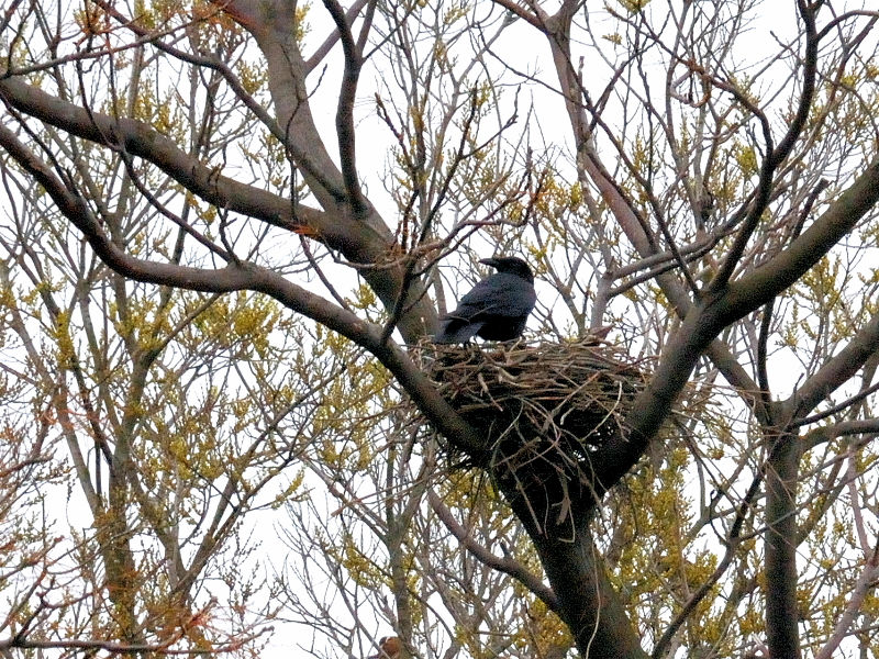 nV{\KX̑@h@s@2015/04/04@ Photo by Kohyuh