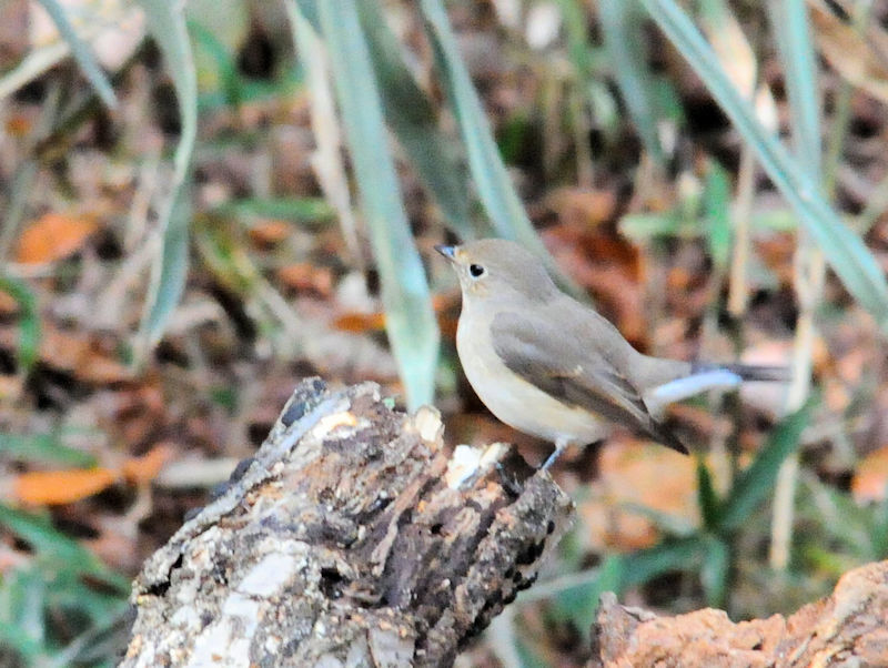 IWr^LiR-2j@ǒr@s@ޗǌ@2018/12/18@ Photo by Kohyuh