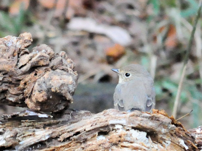 IWr^LiR-3j@ǒr@s@ޗǌ@2018/12/18@ Photo by Kohyuh