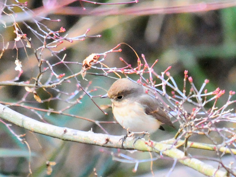 IWr^LiR-1j@ǒr@s@ޗǌ@2018/12/18@ Photo by Kohyuh