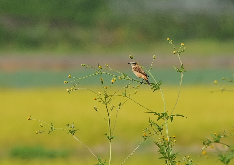 ノビタキ（１４態-10）　内里　八幡市　2019/09/29 - 2019/10/09　Photo by Takase