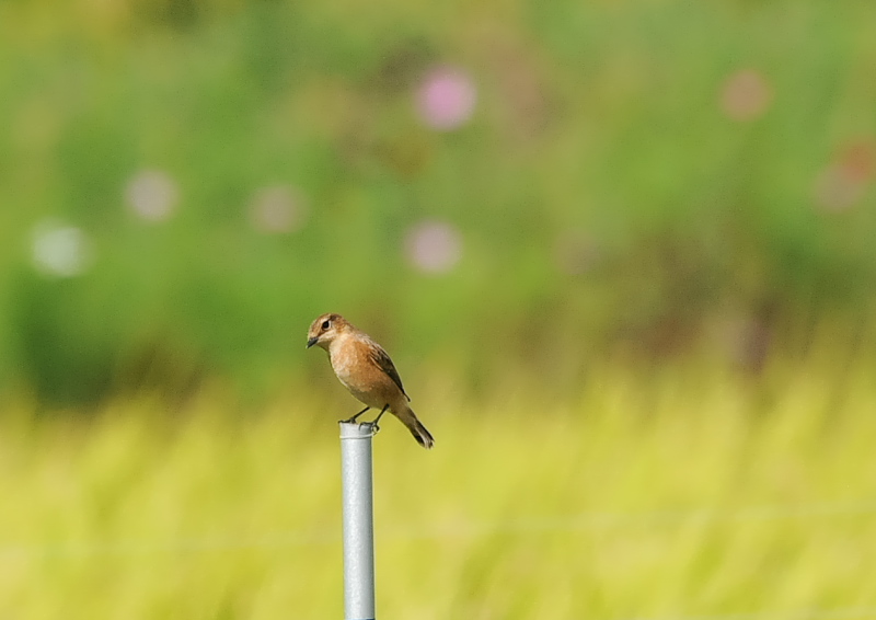ノビタキ（１４態-11）　内里　八幡市　2019/09/29 - 2019/10/09　Photo by Takase
