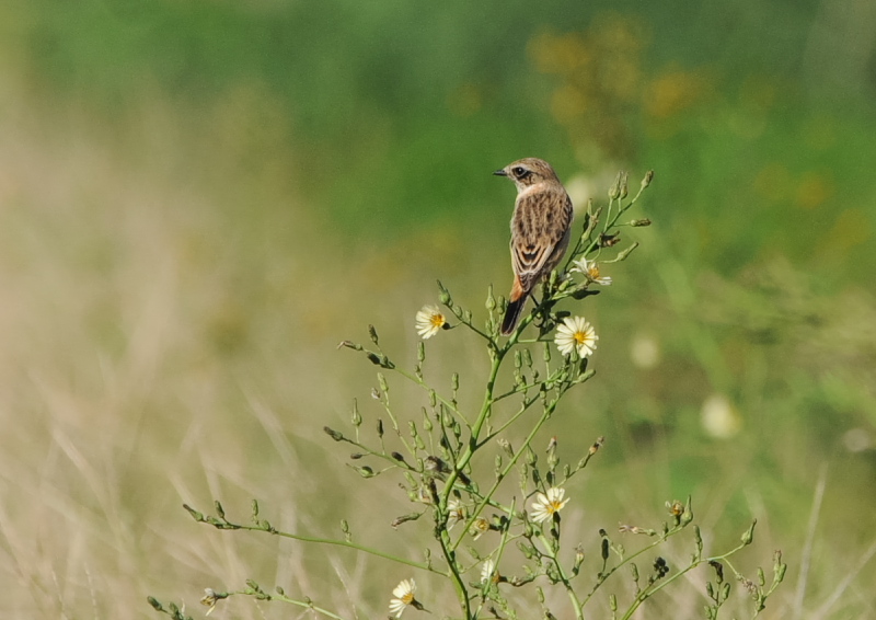 ノビタキ（１４態-12）　内里　八幡市　2019/09/29 - 2019/10/09　Photo by Takase